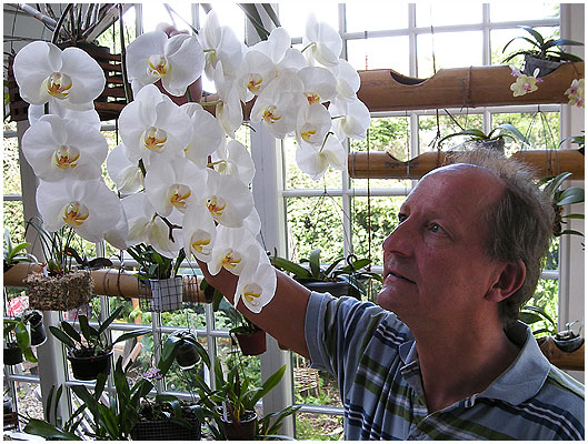 Phalaenopsis Anthura Kobe blomstrer nu på 5 sidegrene på det gamle skaft fra sidste år - ialt 36 smukke blomster på over 10 cm i tværmål!