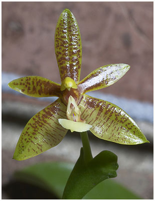 Phalaenopsis cornu-cervi - Phillipine type / Første blomst 08 06