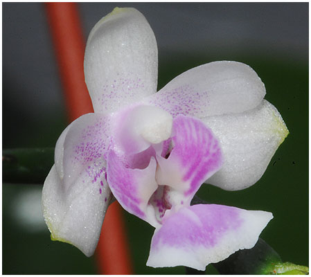 Phalaenopsis deliciosa - men købt under synonym-navnet Phal. decumbens. Første lille blomst hos mig - ikke 1 cm på tværs!