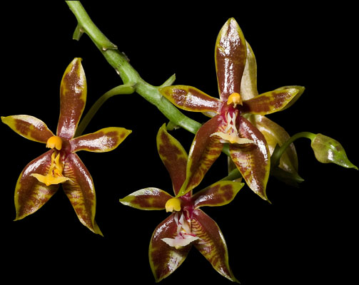 Phalaenopsis mannii - en særligt storblomstret og smukt tegnet type.