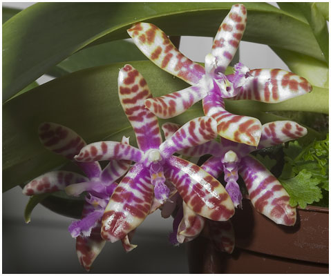 Phalaenopsis mariae / 2007