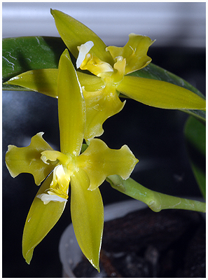 Phalaenopsis cornu-cervi f. flava "Unique"