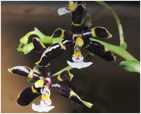 Phalaenopsis mannii 'Black' - omsider er det lykkes mig at få den i blomst. / April 2010