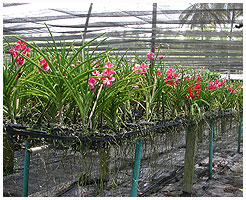 Der er rigeligt af dem p  Phuket Orchid Farm, Thailand 2006