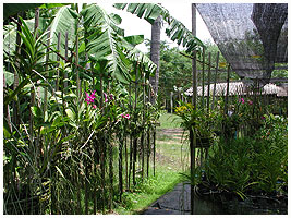 Der er jo dekorativt -  Phuket Orchid Farm, Thailand 2006