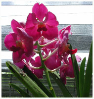 Vanda fra Phuket Orchid Farm, Thailand 2006