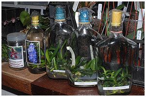 Flasker med småplanter af forskellige arter, der lige skal vokse sig lidt større i flaskerne, før de skal tages ud.