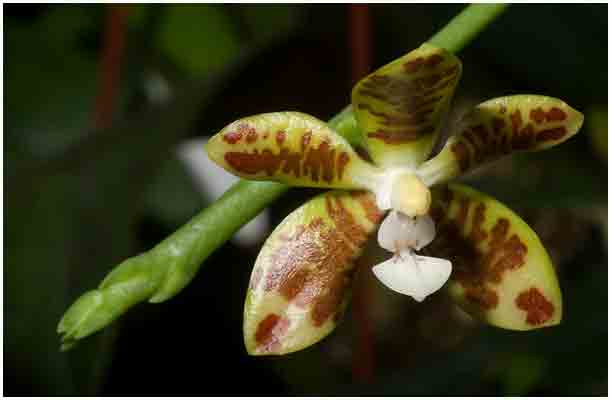 Phalaenopsis virides - den første blomst af den art hos mig. / Okt. 2007