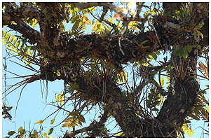 Dendrobium, Coelogyne og adskillige andre arter p dette tr i en naturpark i Thailand kan godt gre en ret uforstende for, hvorfor orkider Verden over har behov for srlig beskyttelse.