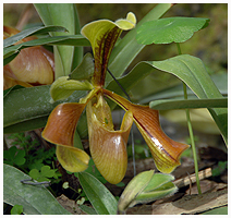 Paphiopedilum villosum var i blomst i orkidé-drivhuset.