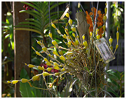 Da jeg så denne plante. blev jeg enig med mig selv om, at jeg simpelthen må finde en af slagsen til samlingen derhjemme! Navneskiltet hører ikke til planten, der er en Dendrobium findlayanum.