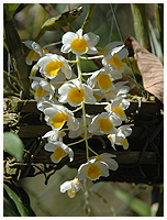 Dendrobium farmeri var en af de relativt få arter, der var i blomst.