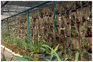 Planter på klods - og de større Cymbidium og andre i store lerpotter med lufthuller - et pragtfuldt syn.