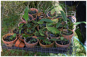 Andre steder stod småplanter i små potter i hængende tråd-bakker. Her er det overvejende små Phalaenopsis.