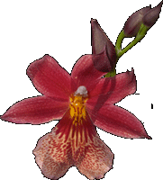 Denne blomst dufter aldeles pragtfuldt! Duften af de mange blomster på det 60 cm lange skaft kan fylde hele stuen!