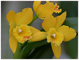 Orchidegartneriet 2005.