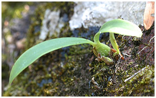 En vildtvoksende, lithofytisk bulbophyllum fra Koh Chang, Thailand.