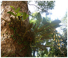 Dendrobium i knop, fotograferet i nationalparken på Koh Chang i Thailand.