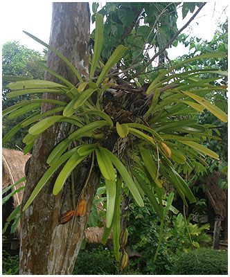 Sådan kan en Cymbidium tage sig ud på et træ på et resort på Koh Kood i Thailand. Bemærk frøkapslerne.