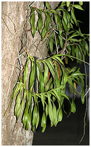 This plant was growing very prolificly on the Koh Kood island of Thailand - maybe a Rhyncostylis?