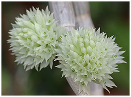 Dendrobium capituliflorum / Orchdegartneriet, 2005