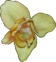 Dette må næsten være en polyploid hybrid - alle de 3 indre blomsterblade har dannet læber!