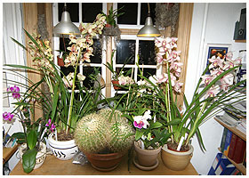 Her er vindueskarmen gjort bredere med et lavt arkiv-skab - så på billedet er der 25 orkidéer, der stortrives her. - På et tidspunkt stod eller hang der 35 planter her .....