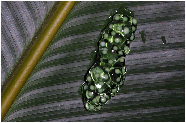 Newly posed eggs under a Heliconia-leaf, overhanging a small pond. / Tortuguero, jan 20011.