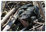 The toads can vary significantly in color.