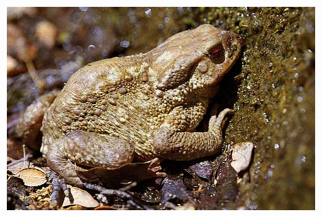 This toad sips of the moisture on the rocky walls of the very hot Gorge d'Hric. /France