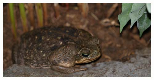 Cane toad - Bufo marinus.