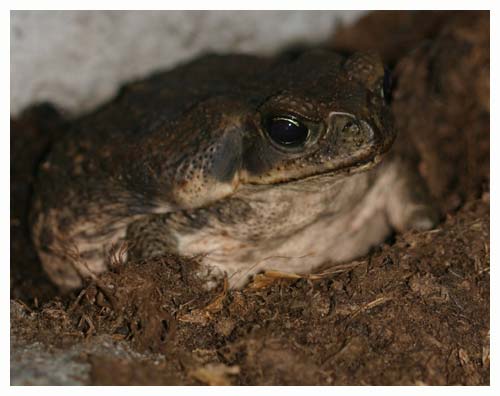 Cane toad - Bufo marinus. / Copenhagen Zoo, Denmark
