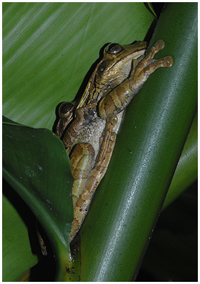The far smaller male hangs on to fertilize her eggs, hven she is resdy to spawn. / Tortuguero, Costa Rica, 2011