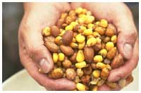 A mix of maize, tigernuts and peanuts for carp.