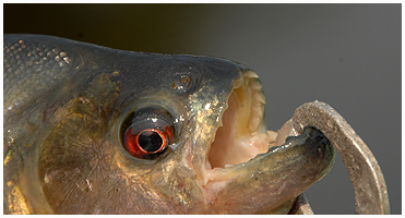 Even a small black piranha has razor-sharp teeth!