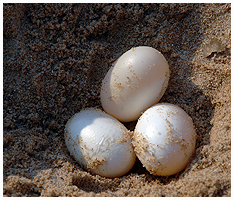 It was easy to dig up a few eggs - but we put them back in the same place and covered them with the moist sand again.