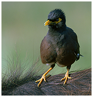 Common Myna on the back of a waterbuffalo in Yala National Park.
