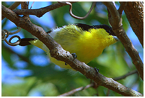 Common iora - male. The female is greenish yellow.