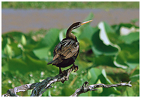 The indian darter - a fish-eating specialist, common everywhere in these wetlands!