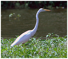 This is the "standard" White heron, known from much of the tropics and subtropics.