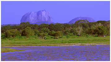 The Elephant rock of Bundalla Ramsar Wetland Sanctuary - this place is teaming with birds and other wildlife!