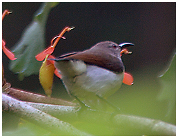Loten's Sunbird - female.