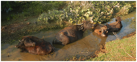 Water-buffaloes are part of the scene everywhere with a pit of water!