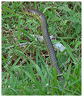 No idea of the ID of this 5 feet snake from Sigiriya.