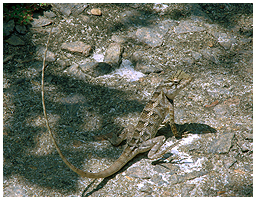 These chamelion-like lizzards were also quite common - on the ground and in the trees.