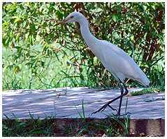 The intermediat egret is a bit bigger - and have no yellow feet.