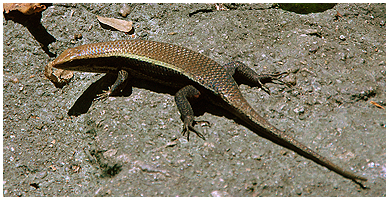 This is probably a Bronze Mabuya or Bronze Grass skink.