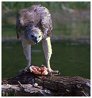This young White-bellied Sea-eagle has caught a neat meal in the wetlands.