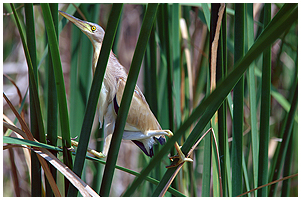 This Yellow Bittern took refuge high in the reeds, where it hang without a movement.