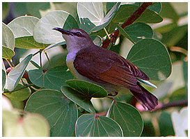 Purple-rumped sunbird; female.